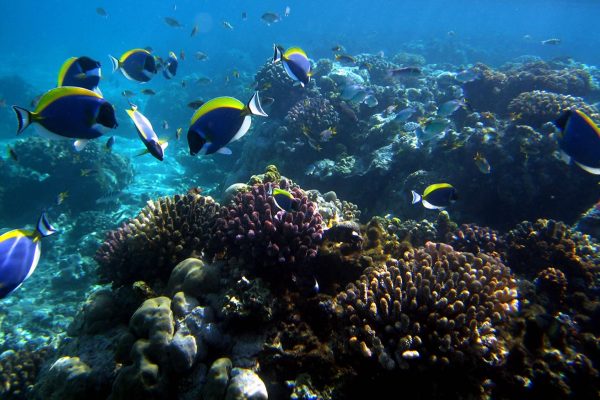 marine-park-mombasa